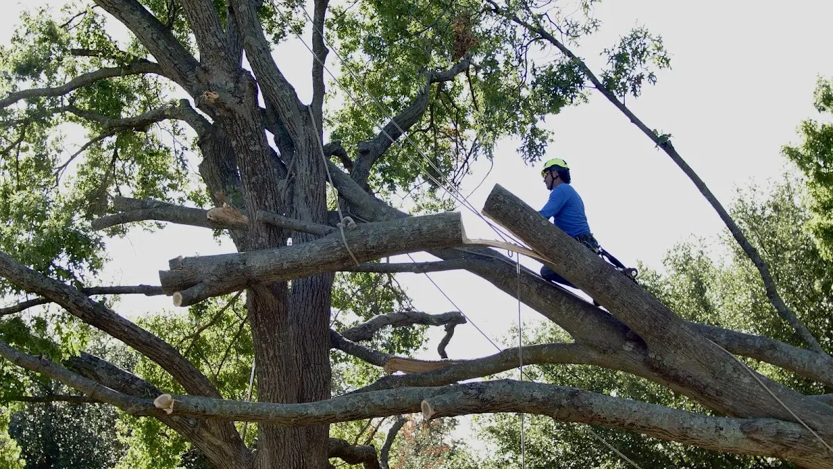 Professional Crown Thinning performed by certified arborists in Lumberville