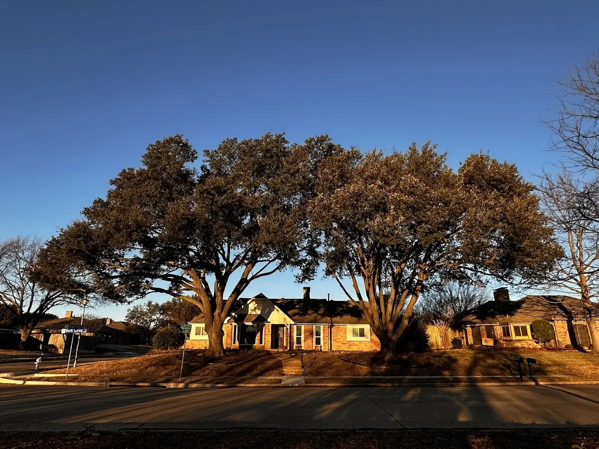 Established residential canopy tree shading a home in Lumberville